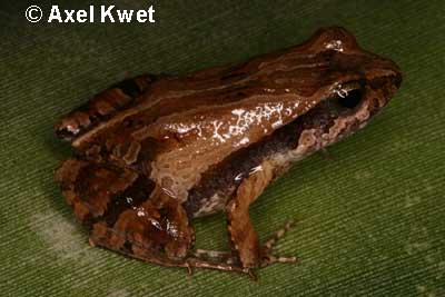 [ Frösche Frogs Anuros ]