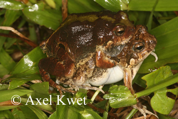 [ Frösche Frogs Anuros ]