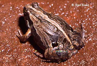 [ Frösche Frogs Anuros ]