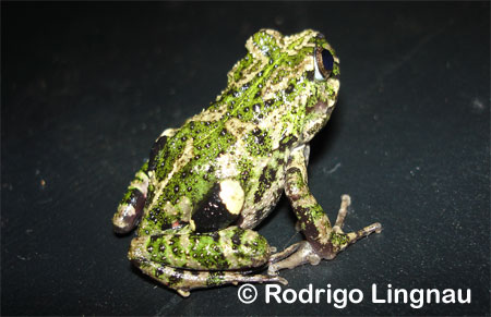 [ Frösche Frogs Anuros ]