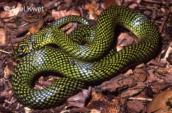 [ Frösche Frogs Anuros ]