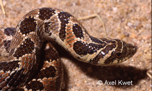 [ Frösche Frogs Anuros ]