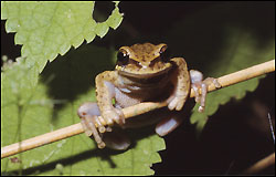 Hypsiboas spec.