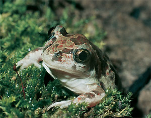 Pelobates fuscus, unser Froschlurch des Jahres 2007. Foto: Axel Kwet