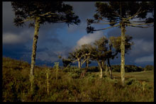 Araukarienwald. Foto: Axel Kwet