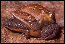 Nicht immer klappt es mit der innerartlichen Kommunikation: Fehlamplexus zwischen dem Laubfrosch Hyla minuta und dem Engmaulfrosch Elachistocleis bicolor. Foto: Axel Kwet