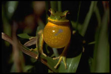 Rufendes Mnnchen des Laubfrosches Hyla pulchella. Foto: Axel Kwet