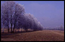 Winterstimmung am Federsee, im Hintergrund Bannwald Staudacher. Foto: Axel Kwet