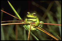 Aplastodiscus perviridis. Foto: Axel Kwet