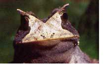 In der neotropischen Region ist die Vielfalt der Froschlurche am grten, hier Proceratophrys boiei aus dem brasilianischen Kstenregenwald. Foto: Axel Kwet