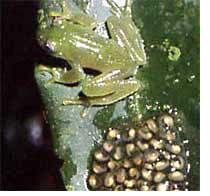 Männliche Glasfrösche, wie Hyalinobatrachium uranoscopum, bewachen ihre Blattgelege. Foto: Axel Kwet