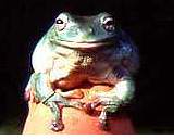 Der australische Korallenfinger-Laubfrosch, Litoria caerulea, ein echter Sympathietrger. Foto: Axel Kwet